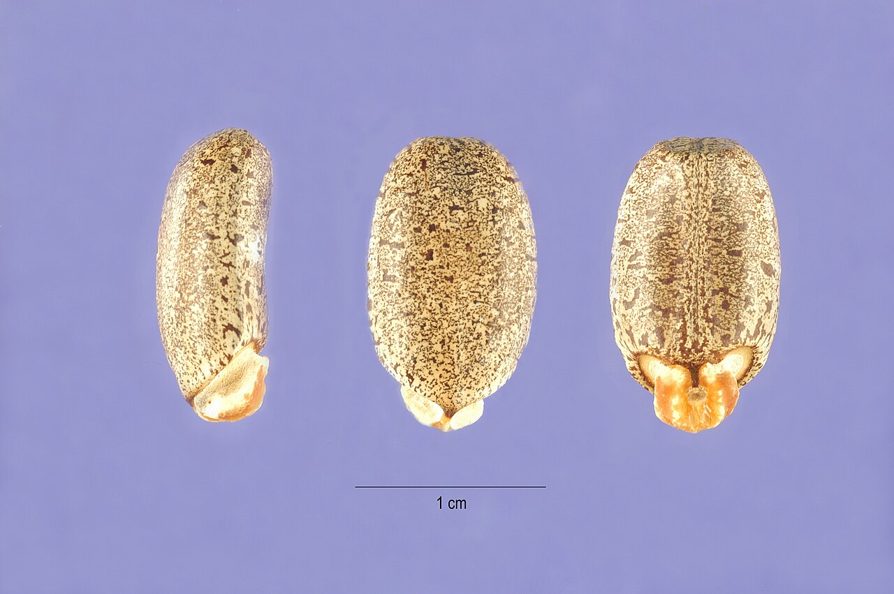 Texas bullnettle: Seeds of Texas bullnettle