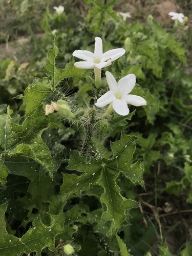 Texas bullnettle (Cnidoscolus texanus)