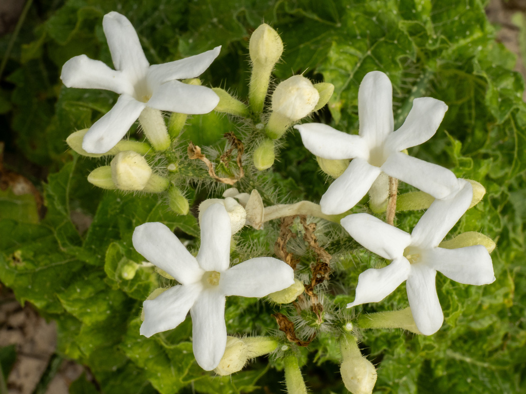 Texas bullnettle (Cnidoscolus texanus)