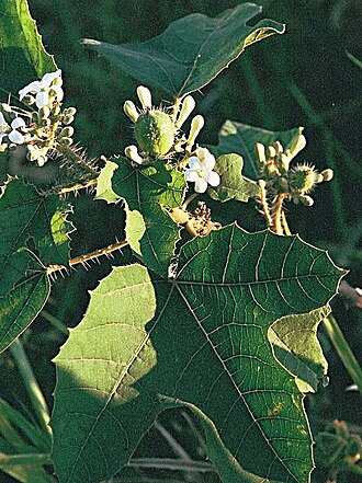 Cnidoscolus: Also known as Jatropha urens. A potent nettle, widespread in the Neotropics. Photo from eastern Bolivia.