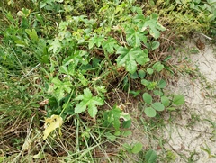 Cnidoscolus (Cnidoscolus urens)