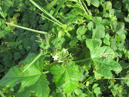 Cnidoscolus (Cnidoscolus urens)