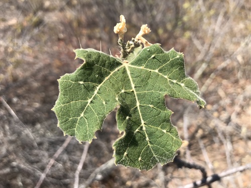Cnidoscolus vitifolius (Cnidoscolus vitifolius)