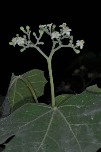 Cnidoscolus vitifolius (Cnidoscolus vitifolius)