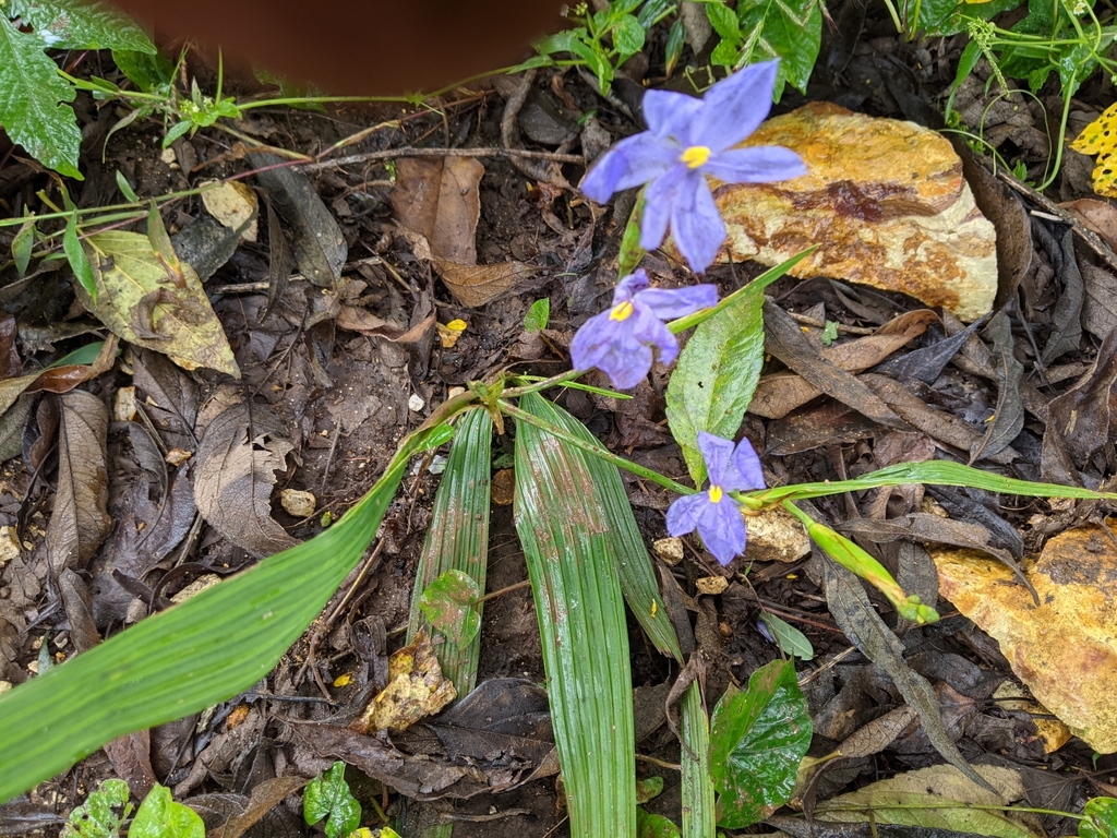 Cobana guatemalensis (Cobana guatemalensis)