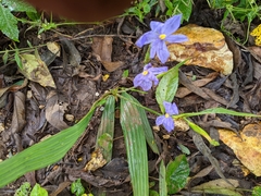 Cobana guatemalensis (Cobana guatemalensis)