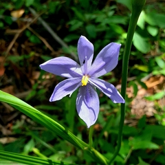Cobana guatemalensis (Cobana guatemalensis)