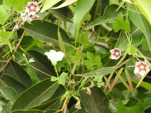 Ivy gourd (Coccinia grandis)