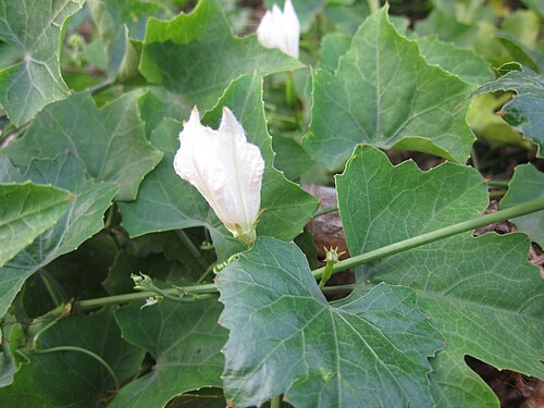 Ivy gourd: Coccinia grandis Cephalandra Indica Indica Coccinia indica കോവൽ കോവയ്ക്ക, കോവക്ക, കോയക്ക