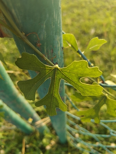 Ivy gourd (Coccinia grandis)