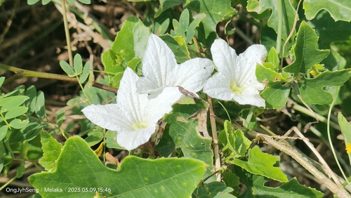 Ivy gourd (Coccinia grandis)
