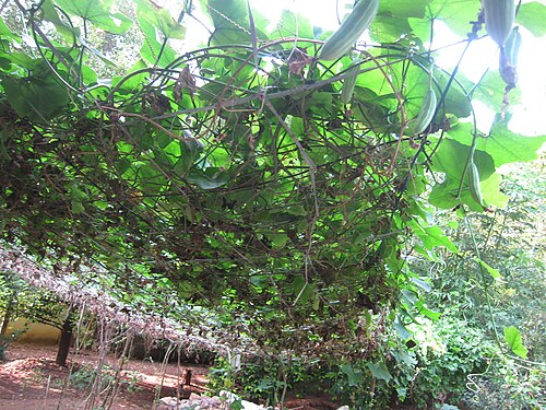 Ivy gourd: Coccinia grandis Cephalandra Indica Indica Coccinia indica കോവൽ, കോവയ്ക്ക, കോവക്ക, കോയക്ക