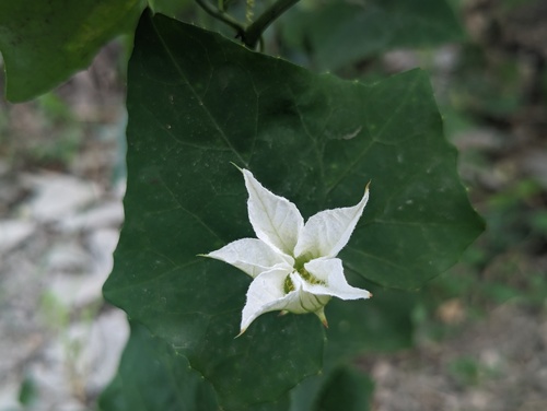 Ivy gourd (Coccinia grandis)