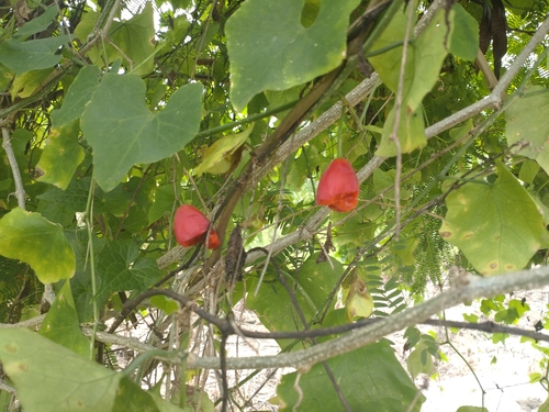 Ivy gourd (Coccinia grandis)