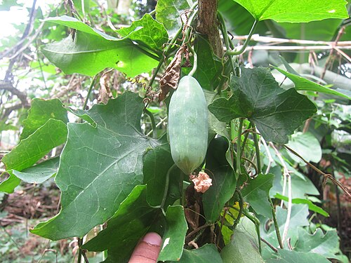 Ivy gourd: Coccinia grandis Cephalandra Indica Indica Coccinia indica കോവൽ, കോവയ്ക്ക, കോവക്ക, കോയക്ക