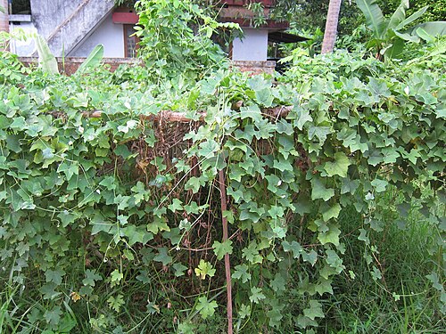 Ivy gourd: Coccinia grandis Cephalandra Indica Indica Coccinia indica കോവൽ കോവയ്ക്ക, കോവക്ക, കോയക്ക