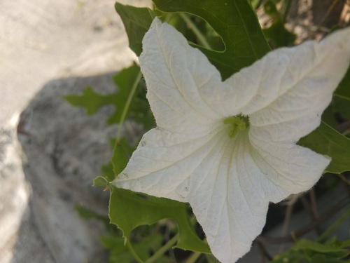Ivy gourd