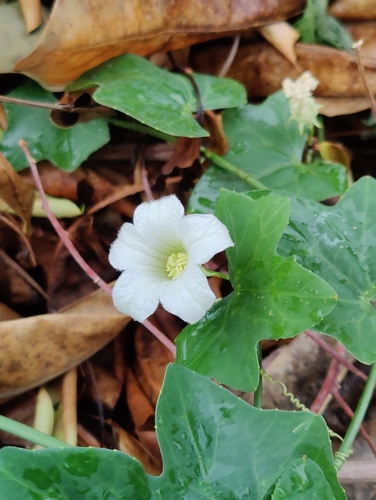 Ivy gourd (Coccinia grandis)