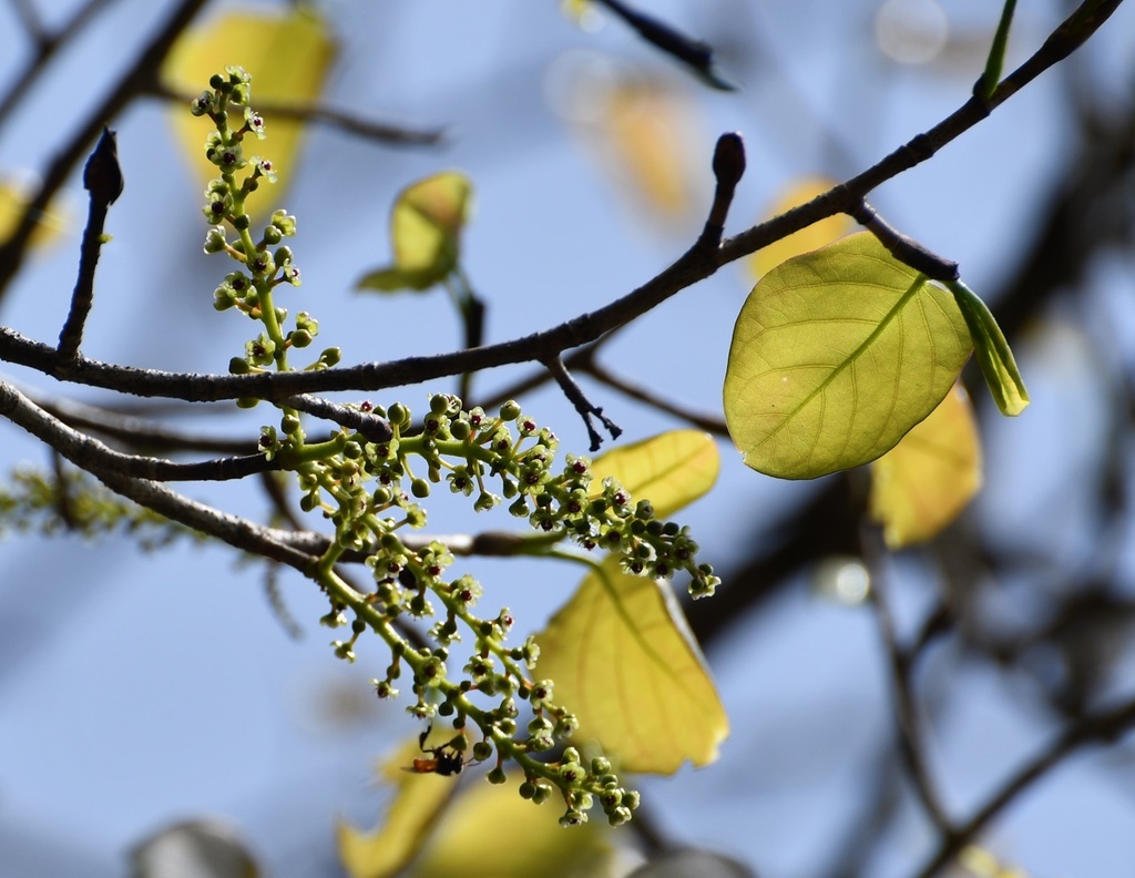 Coccoloba acapulcensis (Coccoloba acapulcensis)