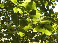 Coccoloba acapulcensis (Coccoloba acapulcensis)