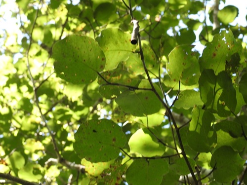 Coccoloba acapulcensis (Coccoloba acapulcensis)