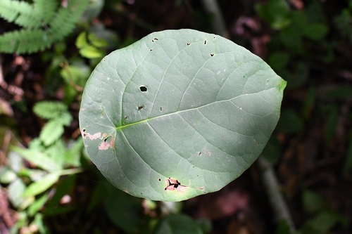 Coccoloba acapulcensis (Coccoloba acapulcensis)