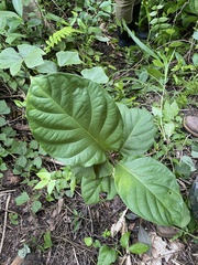 Coccoloba belizensis (Coccoloba belizensis)