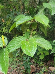 Coccoloba belizensis (Coccoloba belizensis)