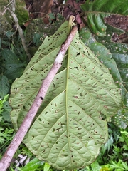 Coccoloba belizensis (Coccoloba belizensis)
