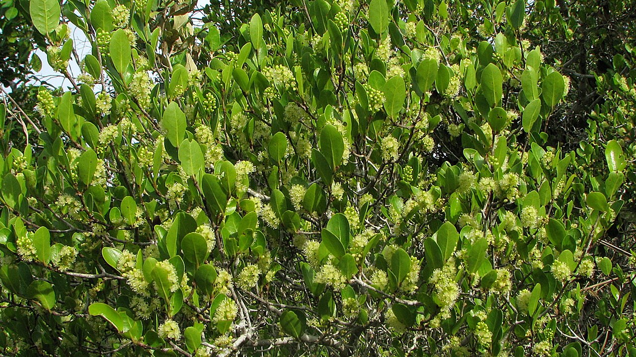 Coccoloba brasiliensis: Coccoloba ramosissima Wedd.