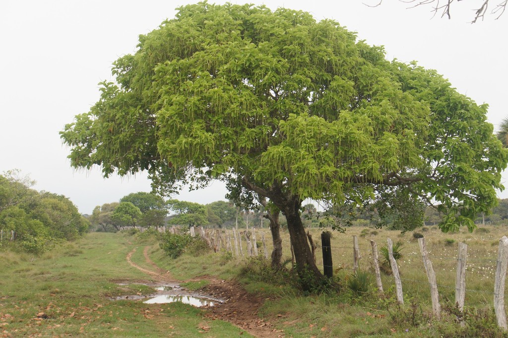 Tietongue (Coccoloba diversifolia)