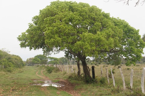 Tietongue (Coccoloba diversifolia)