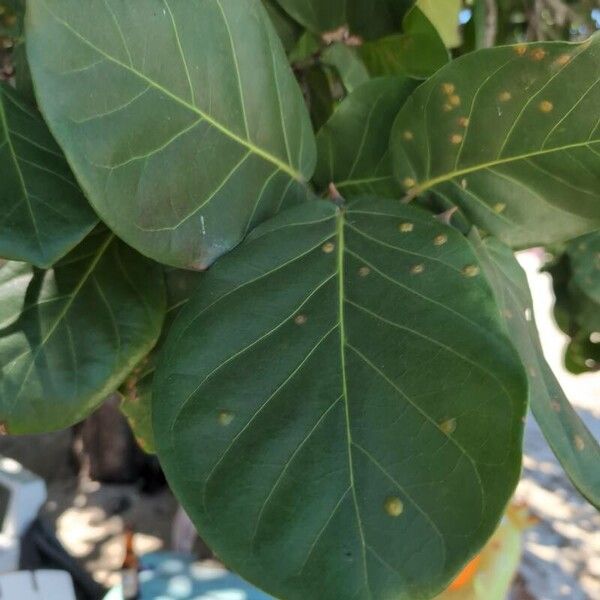 Tietongue (Coccoloba diversifolia)