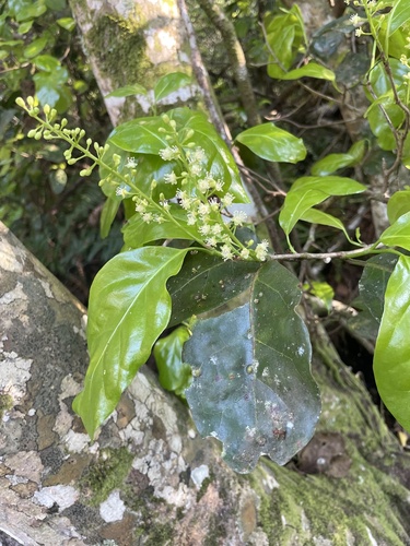 Tietongue (Coccoloba diversifolia)