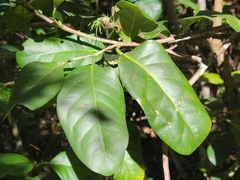 Tietongue (Coccoloba diversifolia)
