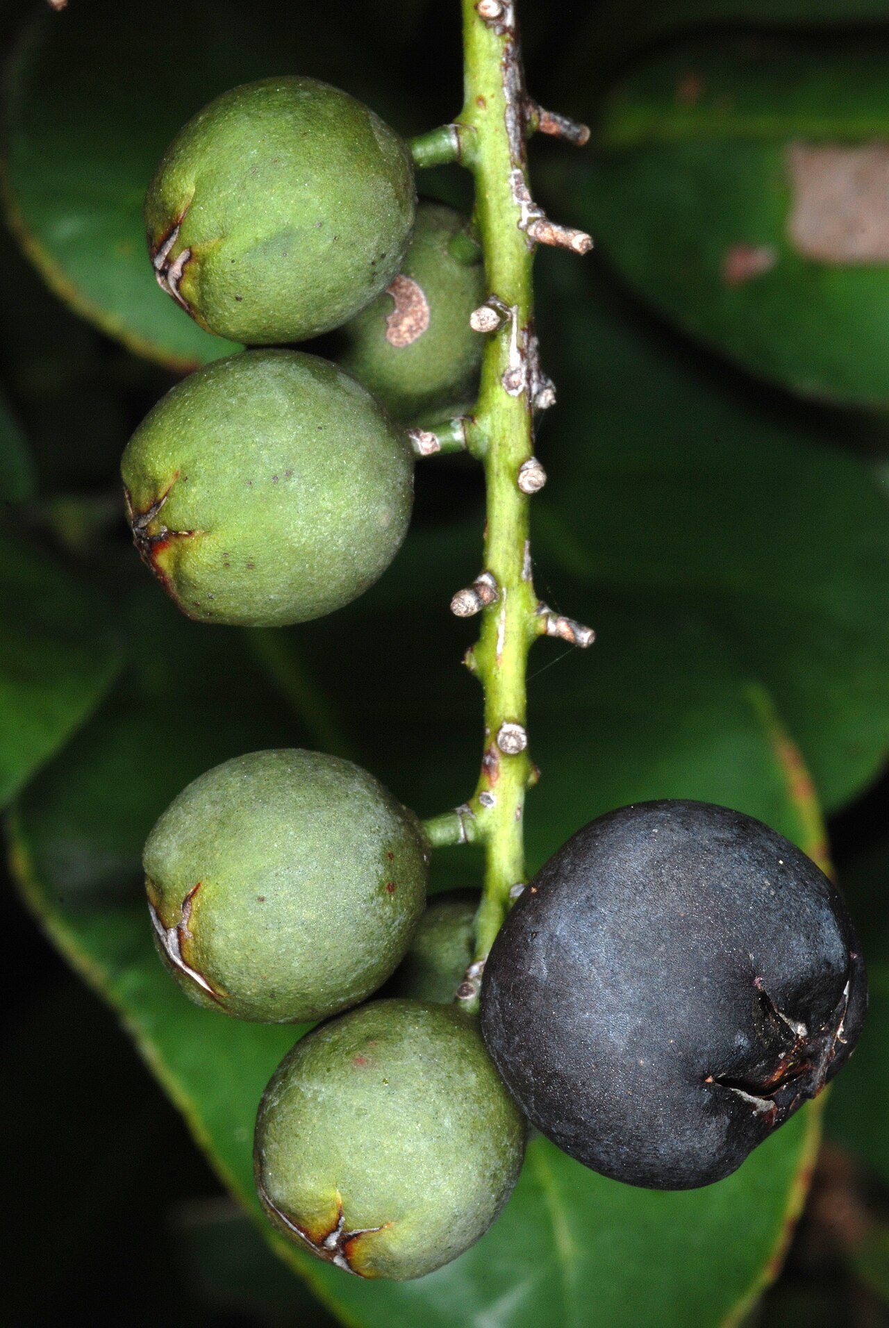 Tietongue: Coccoloba diversifolia