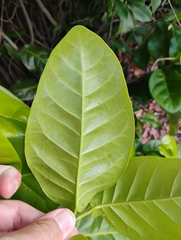 Tietongue (Coccoloba diversifolia)