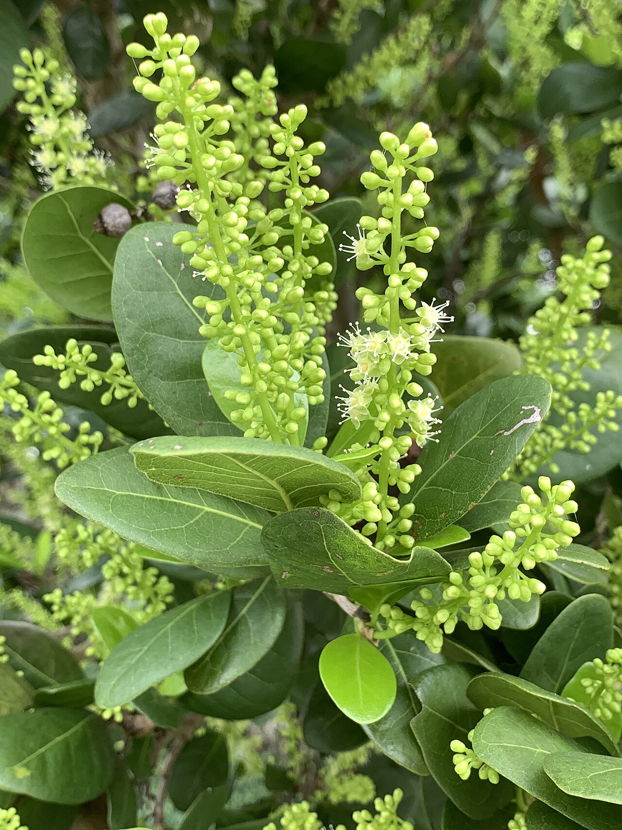 Tietongue: Coccoloba diversifolia—flowers Boynton Beach, Florida, USA