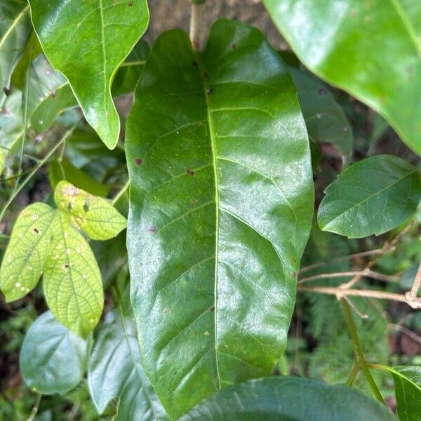 Tietongue (Coccoloba diversifolia)