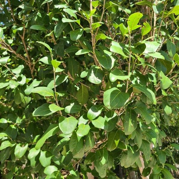 Tietongue (Coccoloba diversifolia)