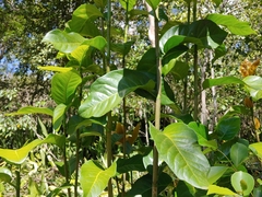 Tietongue (Coccoloba diversifolia)