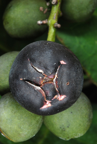 Tietongue (Coccoloba diversifolia)