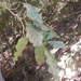 Coccoloba excelsa (Coccoloba excelsa)