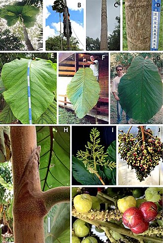 Coccoloba gigantifolia: A. Individual of Coccoloba gigantifolia about 15 m high in its natural environment, reaching the sub-canopy of a secondary forest in the Jamarí National Forest 