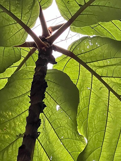 Coccoloba gigantifolia: Inserçao foliar, base, face abaxial das folhas e peciolos de Coccoloba gigantifolia E.Melo, C.A.Cid Ferreira & Gribel