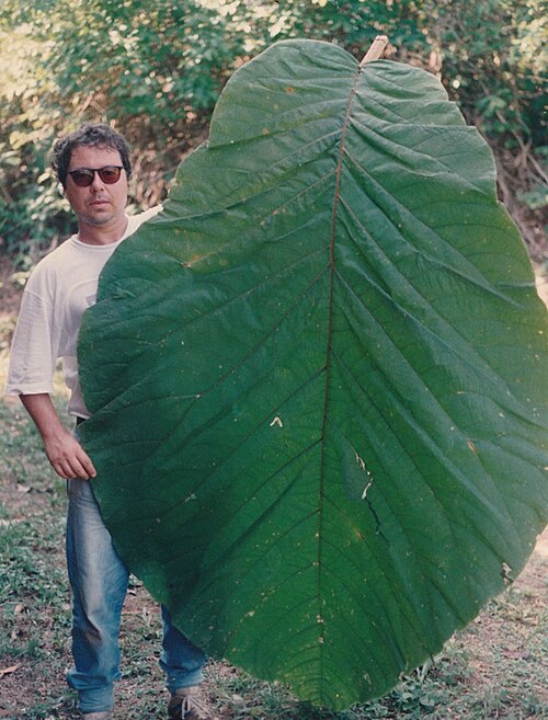 Coccoloba gigantifolia: Adaxial view of a leaf sample collected in the Jamarí National Forest (Rondônia state, Brazil), 2.15 m long and 1.38 m wide