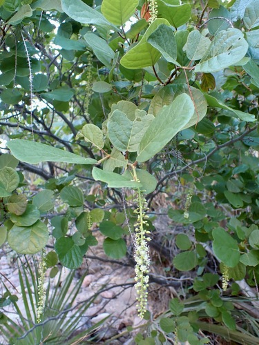 Coccoloba goldmanii (Coccoloba goldmanii)