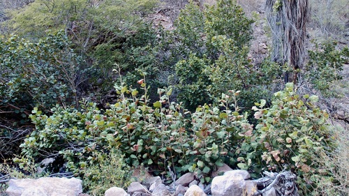 Coccoloba goldmanii (Coccoloba goldmanii)