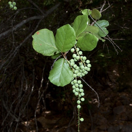 Coccoloba goldmanii (Coccoloba goldmanii)