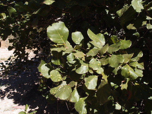 Coccoloba goldmanii (Coccoloba goldmanii)